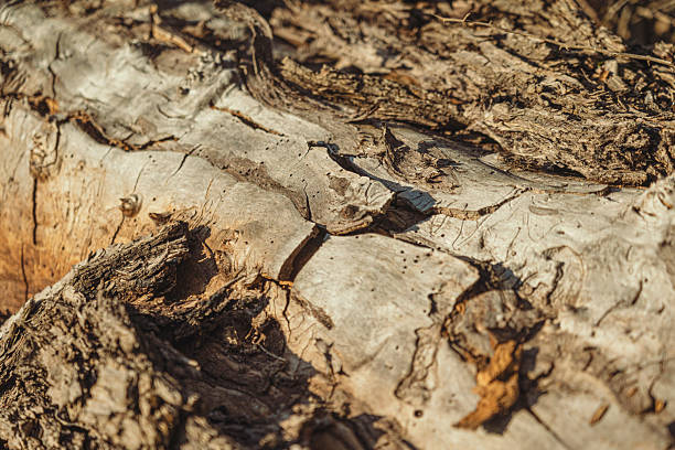 Decaying old wood texture reveals the beauty of nature's aging process, showcasing intricate patterns and cracks. Texture background.