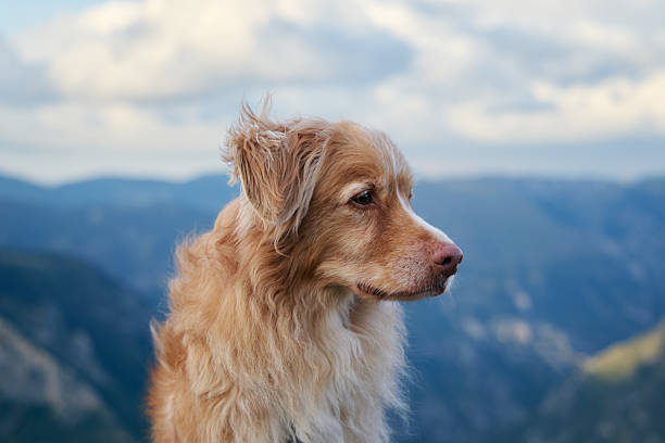 Sarplaninac serbian dog breed