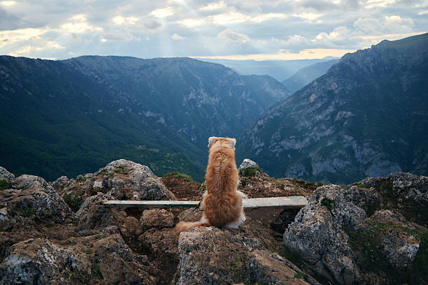 The dog sits with its back to the camera, gazing across a vast mountain valley. The dramatic setting conveys a feeling of peaceful solitude.