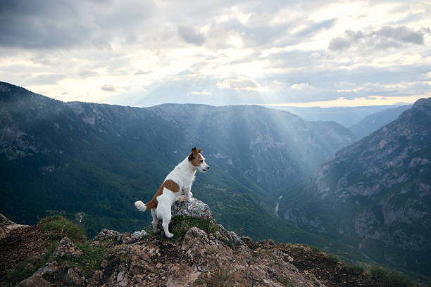 The dog stands with ears alert near the edge of a cliff, focused on the layered terrain below. The scene is vast and quietly powerful.