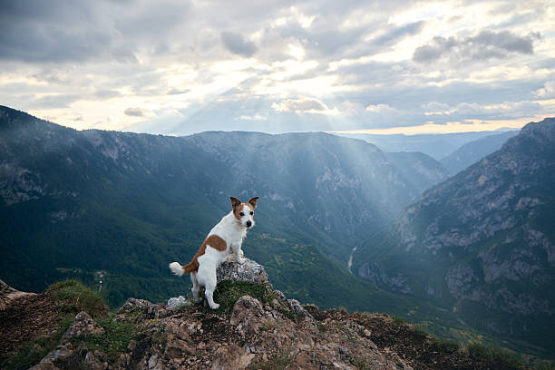 The dog balances on uneven terrain with ridges and low clouds behind. It appears ready for the next step while framed by dramatic light.