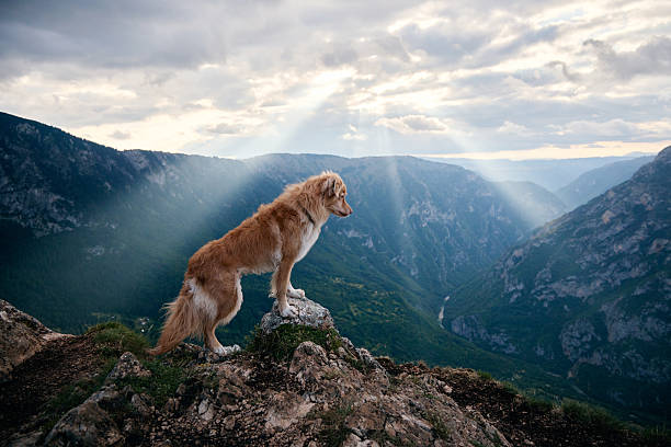 The dog steps forward confidently as beams of light stream across the valley. The dramatic setting captures the freedom of mountaintop adventure.