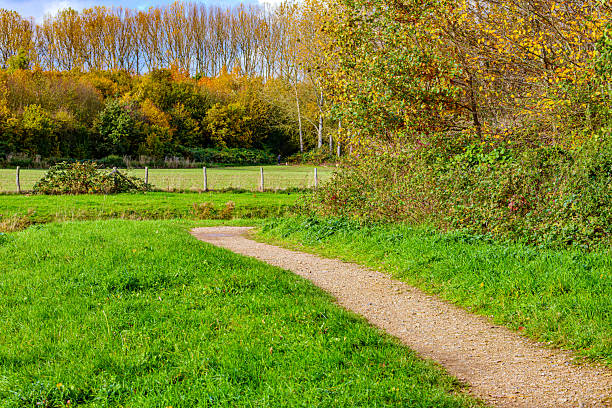 Hiking path through green grass of meadow in Absbroekbos conservation area, hill with golden yellowish-green and bare trees in background, sunny day in Munstergeleen, Limburg, Netherlands
