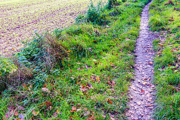Top angle view of narrow path through wild green grass next to agricultural plot in Absbroekbos nature conservation area, sunny winter day in Munstergeleen, Limburg, Netherlands