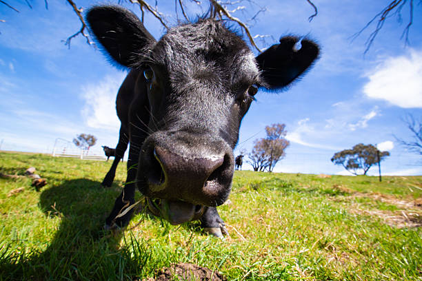 Curious cattle move together across vibrant pastureland, displaying playful interest and natural herd behaviour within an agricultural landscape