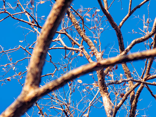 Artistic View of Bare Pradoo Tree Branches with Samara Pods and Bokeh Effect