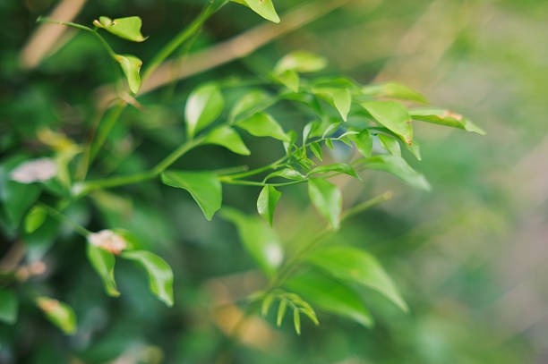 Close-up nature green sunlight on green bush nature leaf in spring