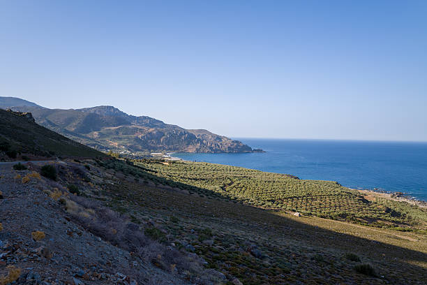 Expansive olive groves stretch across rolling hills toward a rugged coastline and deep blue sea in western Crete. The landscape is sunlit, open, and tranquil with rocky textures and distant mountains.