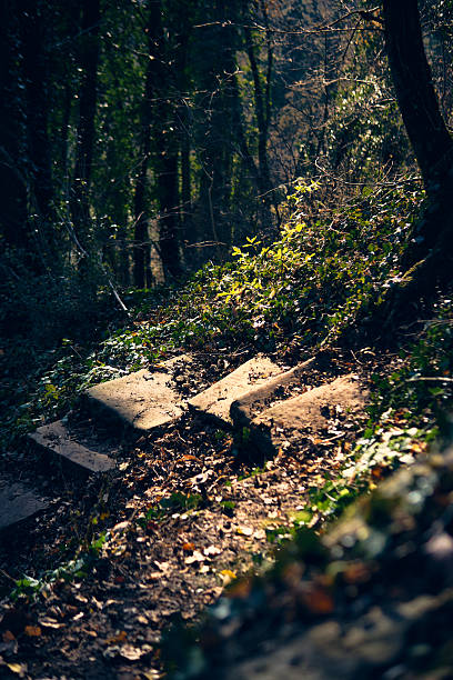 A person walks on a dirt path in a green forest. Light shines through the trees. Leaves and plants grow along the sides of the trail. The scene is natural and quiet.