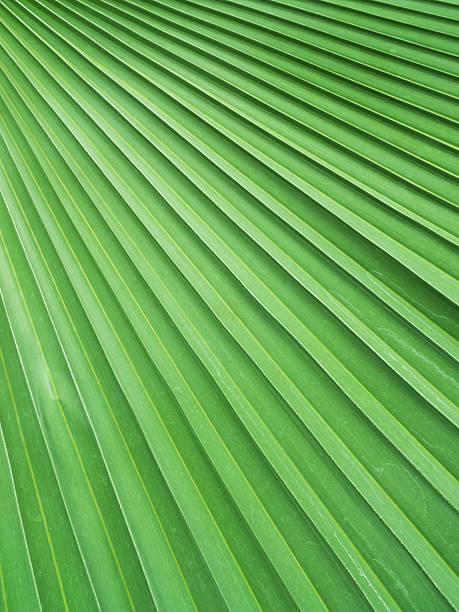 Texture palm leaf