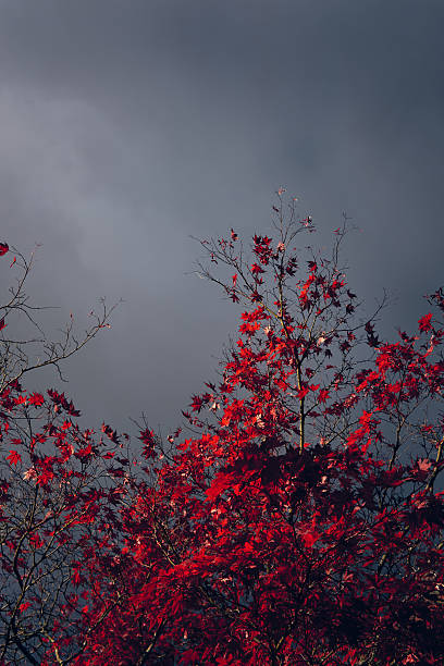 Bright red leaves cover the branches of trees in a park. Dark clouds fill the sky above as the sun begins to set in the late afternoon of fall.