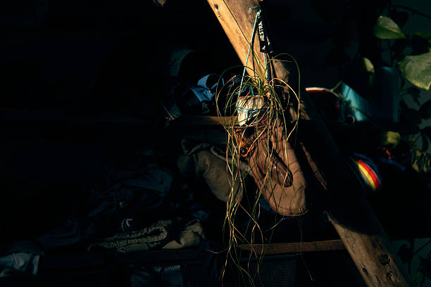 A shoe is hanging from a wooden structure in a dark room. Plants are growing out of the shoe. The setting is cluttered with various items. The light is low and creates shadows.