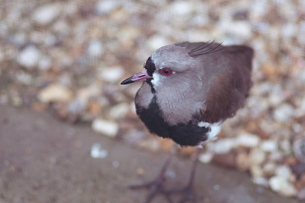 Domestic pigeon grey bird portrait