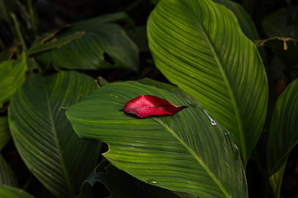 A vibrant red leaf creates a stunning contrast against the deep green leaves of a tropical plant. This close-up captures the intricate details and serene beauty of nature.