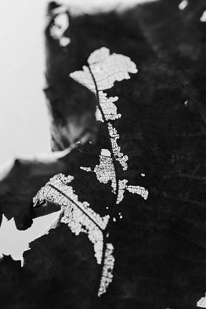 Intricate Black and White Detail of a Leaf with Natural Patterns