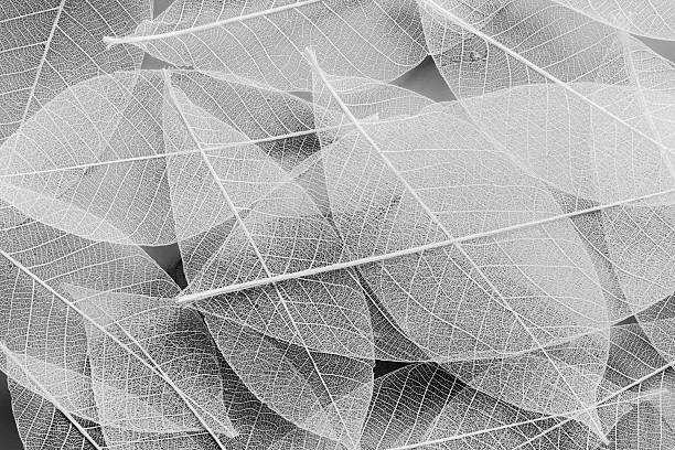 A stunning arrangement of delicate skeleton leaves creates an ethereal monochrome texture. This abstract image emphasizes the beauty of nature's fragility and intricacy.