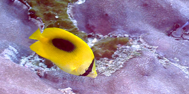 Bright yellow fish swims among coral reefs in a vibrant underwater scene, showcasing the diversity of marine life