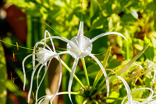 A beautiful white flower with a green stem is in the center of the stem. The stem is long and green, and the flower is the main focus of the image