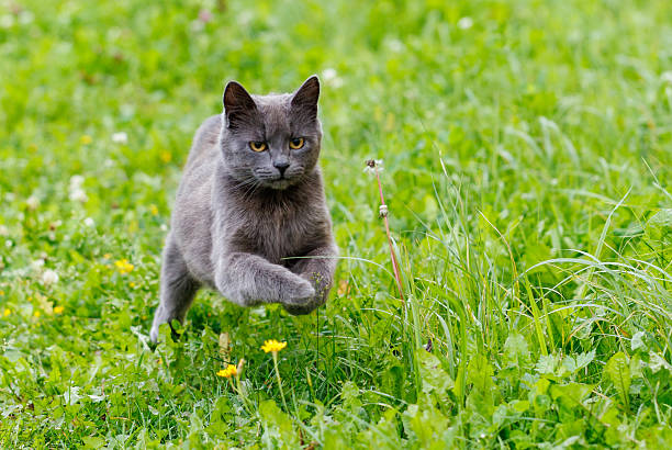 A grey cat is running through a field of grass. The cat is looking up at something in the distance