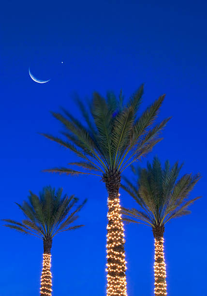 Caribbean tropical region, decorated palm trees