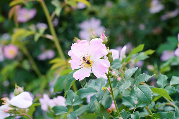 A close-up image of a honeybee collecting pollen from a bright pink rose flower. The bee is nestled deep within the center of the rose, surrounded by its delicate petals. The flower is in full bloom and surrounded by lush green leaves.