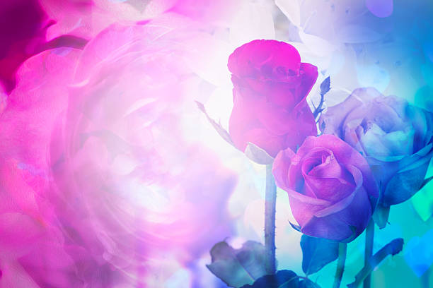 Three roses conveying love under a light effect create a dreamy for miracle love background.