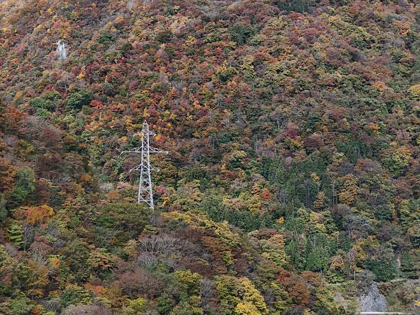 A tall power line is standing in a forest with many trees. The trees are full of leaves and the sky is cloudy