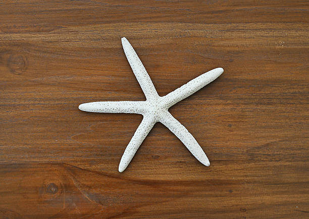 istock A beautiful white starfish resting on a rustic wooden background. 2255353814