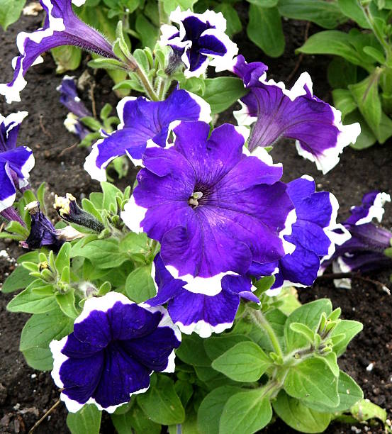 The image shows a large-flowered petunia. Purple flowers with white edges of petals and green leaves. The flowers are bright and beautiful.