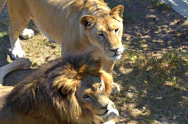 Kenya Maasai Mara  Male and female lion resting in tall grass
