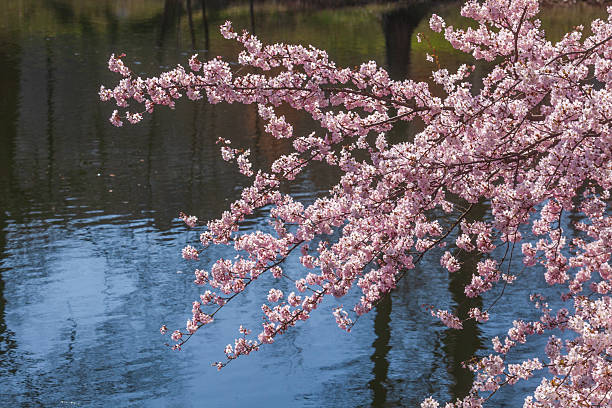 Cherry blossoms on rainy day