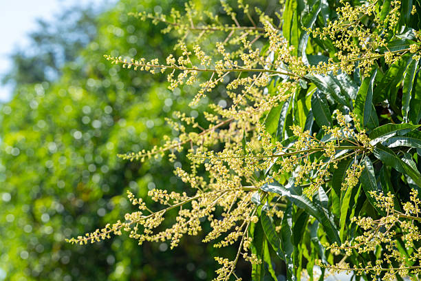 Mango flower panicles blooming on tree branches in a tropical garden, showing fresh green leaves and delicate blossoms, representing agriculture, fruit cultivation, and natural growth.