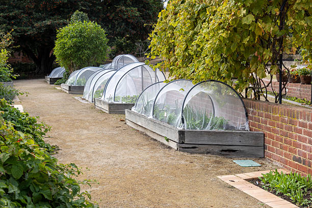 A raised bed in a garden growing vegetables