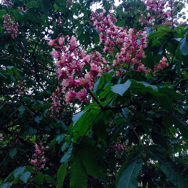 Flowering horse chestnut
