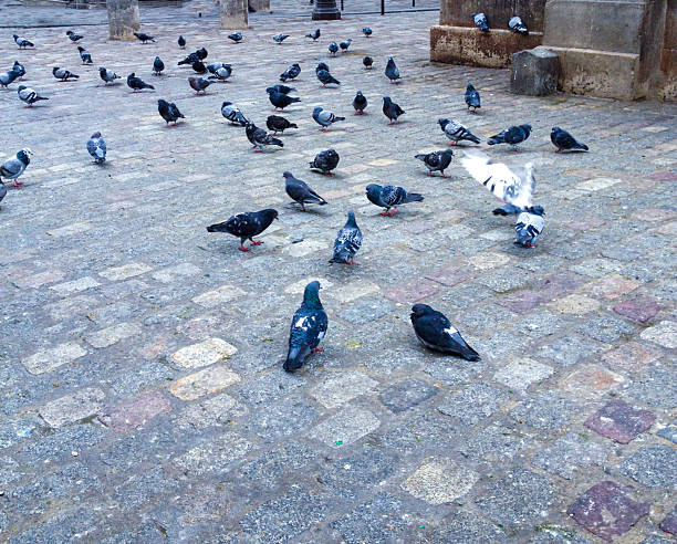 Pigeons feeding in the park