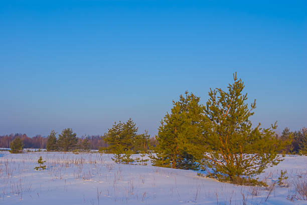 wide winter fir tree forest glade in snow under blue cloudy sky