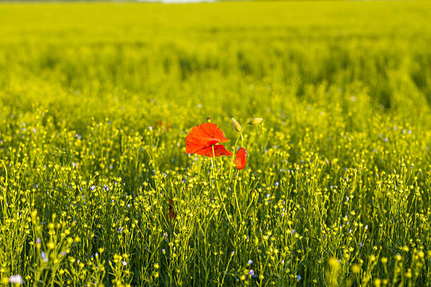 A vibrant red poppy stands out in a lush green field of flax, illuminated by warm sunlight with soft blue flax flowers scattered throughout the scene.
