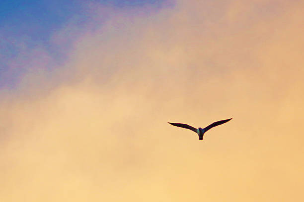 Seagull on the sunset. Yellow sky