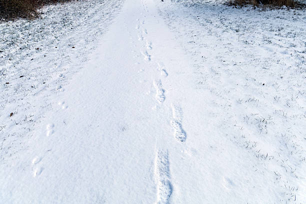 Winter park trail showing one person footsteps