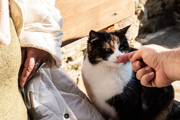 Friendly calico cat sitting beside owner on wooden bench in sunny rural garden, winter light and calm outdoor atmosphere