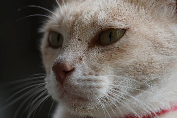 House cat