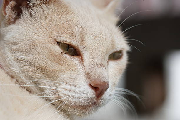 House cat