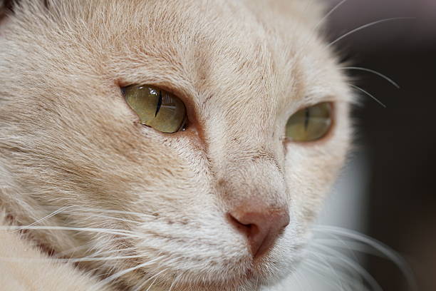 House cat
