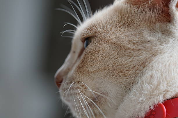 House cat