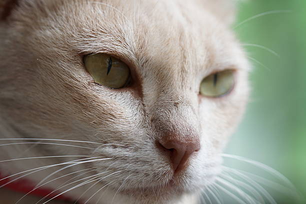 House cat