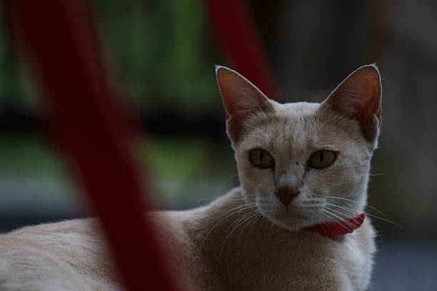 House cat