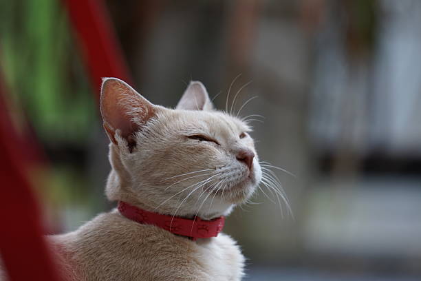 House cat