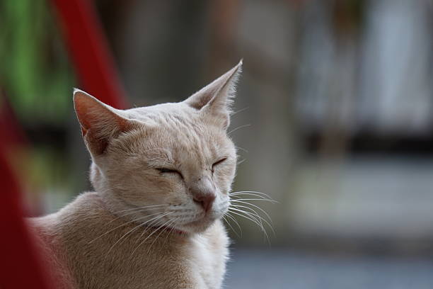 House cat