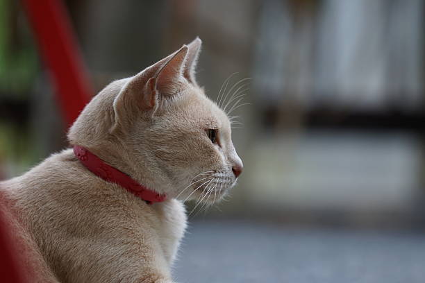 House cat