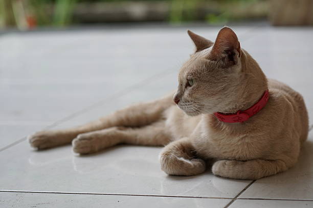 Orange And White Striped Young Male Tomcat With Orange Eyes Sit Guarding The House